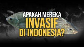 SUDAH LAMA DIINDONESIA APAKAH IKAN MAS DAN NILA TERMASUK INVASIF?