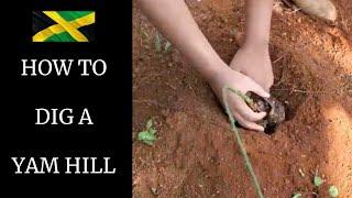 HOW TO DIG A YAM HILL  HOW TO PLANT YAM