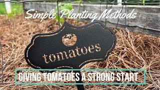 Simple Tomato-Planting Methods for a Strong Start in the Garden