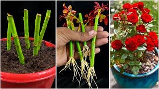 How To Grow Rose Plant From Cuttings  Grow Roses From Stem Cutting  Roses Cutting Idea