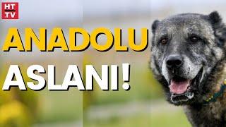 Safkan kangal nasıl anlaşılır?