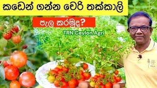 ගහ පිරෙන්න චෙරි ගෙඩි වගේ එන චෙරි තක්කාලි  How to grow Cherry Tomato  Ceylon Agri  Episode 403