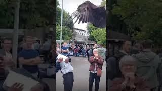 Wow Burung Elang nya besarjangan lupa subscribe ya #bantusubscribe#bantu1ksubrek #viralvideo