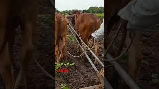 Farmer new status  video #shorts #reels #farming #status #new #india #youtubeshorts #youtubeshort