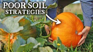 How To Grow LOADS of Food in Poor Soil Minimal Compost Ideas