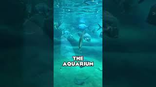 MANATEES in Ohio?  The Columbus Zoo  #SHORTS #ZOOTOURS #ColumbusZoo