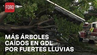 Enorme árbol cae sobre auto tras fuertes lluvias en Guadalajara - Las Noticias