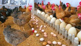 Raising Chickens For Eggs - Collecting Chicken Eggs - Food for Egg Laying Chickens.