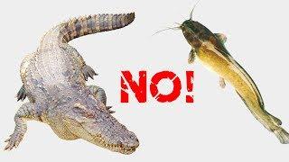 Cá sấu chê cá trê cho tất cả các con vật ăn crocodile dislikes catfishes – feeding all animals