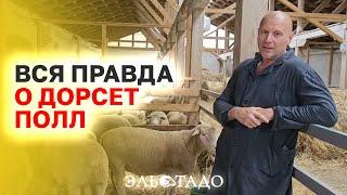 Самая уникальная порода овец Какие породы овец подходят для России? Преимущества породы Дорсет Полл