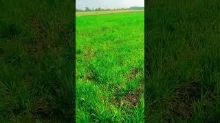 kheti kese karte ha best #trending #youtubeshorts #farmer farming Kheti kaise kare agriculture machi