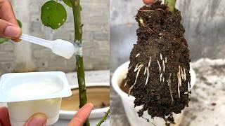 Just need a little yogurt to grow rose roots from the stem how to extract rose branches