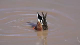 Ducks in regular and slow motion Whitewater Draw Wildlife Area Arizona December 26 2022