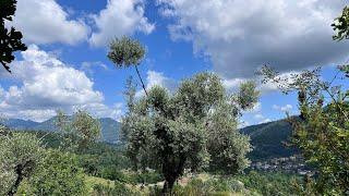 La potatura verde dell’olivo