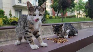 Hungry poor kittens in the gardens of rich houses.