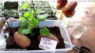 The Absolute Best Way to Start Sweet Potatoes for Slips No Not in Water &  Slips Start in 4 Weeks