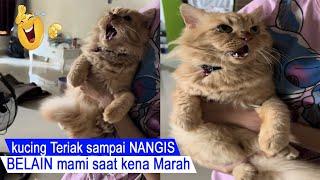 di Luar Nalarmomen kucing BELAIN majikanya saat oren Marah Marahkompilasi kucing lucu#CT