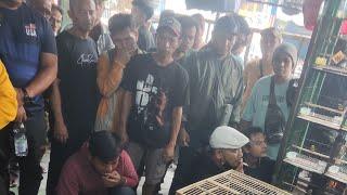 spesial burung murah jadi mewah jadi mahal cuman di kios burung Alhamdulillah