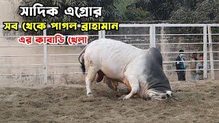 সাদিক এগ্রোর সব থেকে পাগল ব্রাহামান  Pagla goru 2022  Sadeeq Agro 2022  The Taste Ranger