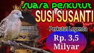 Suara Perkutut Susi Susanti Perkutut Legenda Rp. 35 Milyar