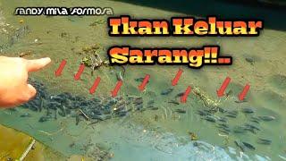 Ngeri ‼️ Beginilah Jika Disaat Ikan Keluar Dari Sarangnya..  Ketapel ikan  Slingshot fishing