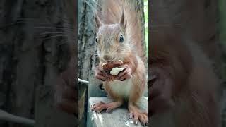 Бельчонок и кормушка  The squirrel baby and the feeder