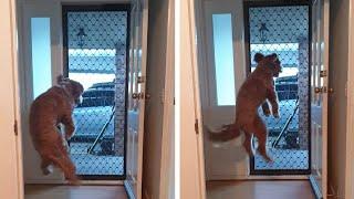 Dog Jumps For Joy When Owner Comes Home