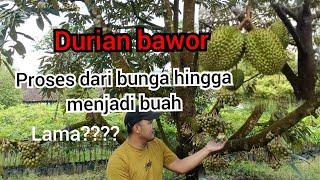 Berapa lama Dari bunga durian muncul sampai buahnya matang?  ternyata segini ...