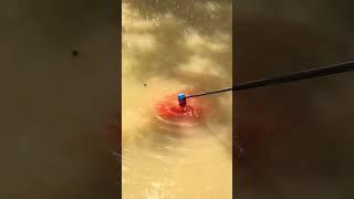 CRAZY RED SLOP  #fishing #polefishing #angling #carpfishing