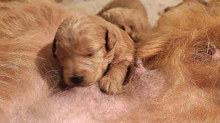 Hungry Newborn Baby Puppies Nursing Mommys Milk  Cutes Newborn Puppies Video