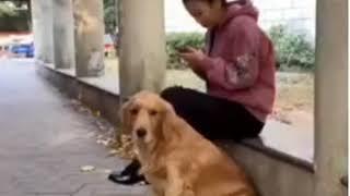 Anjing baik suka menolong orang tanpa pamrih