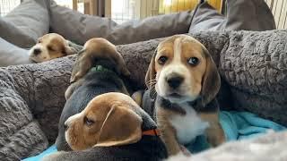 The Cutest Beagle Puppies EVER