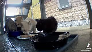 My community cats eating 