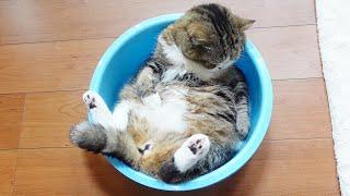 タライで寝る姿が可愛すぎるねこ。-Maru sleeping in the Blue Tub is too cute.-