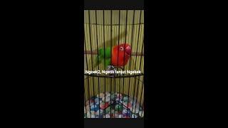 Lovebird Biola Figther . Pancingan Ampuh lovebird Ngekek