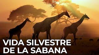 El Mundo Salvaje La Sabana Africana  Free Documentary Nature -  Español