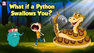 What If a Python Swallows You?  How do Pythons Digest their Food?  The Dr. Binocs Show