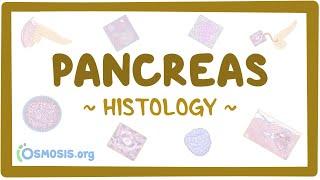 Pancreas Histology