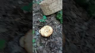 За грибами в лес 13 июля 2024
