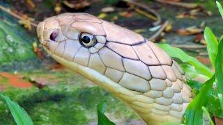 Tham quan trại rắn Đồng Tâm không chỉ có rắn mà còn rất nhiều loài động vật Dong Tam Snake Farm