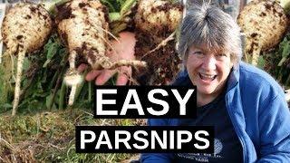 PARSNIPS How To Grow Parsnips  Winter Hardy Vegetable