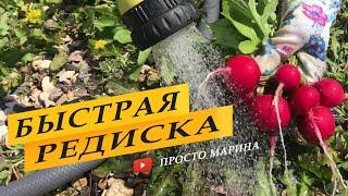 Редиску выращиваю только так