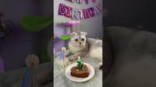 Happy birthday Kisa  #cat #cats