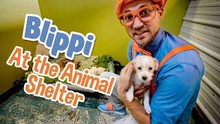 Caring After Pets with Blippi  Explore with BLIPPI  Educational Videos for Toddlers