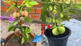 Grafting guava tree get a lot of guava fruit - how to grow sapodilla get fast fruit