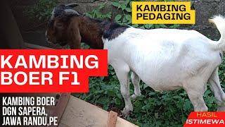 Kambing Boer F1