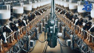 Producción de leche de vaca. ¿Qué es y cómo se procesan diario millones de litros en todo el mundo?