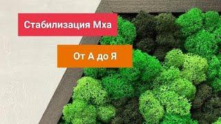 Стабилизация Мха от А до Я. Специфика нюансы мелочи технология.