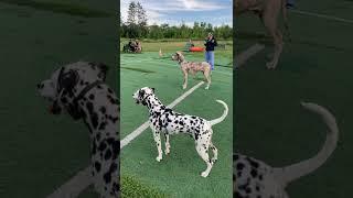 BEAUTIFUL Great Dane and Dalmatian side by side 