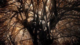 Wind Sounds for Sleep Relaxation  Wind Through Tree Branches HQ Audio Binaural Detailed 4HRS